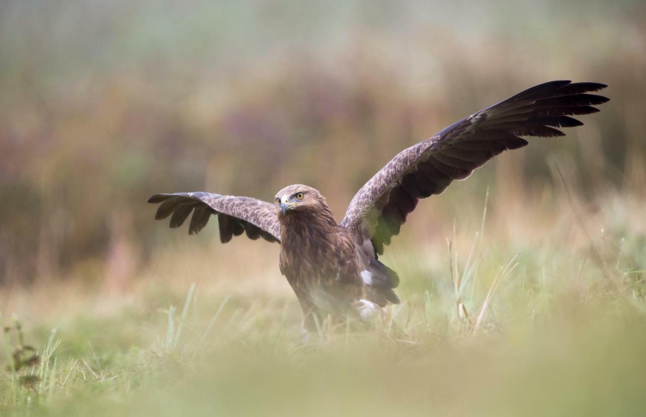 Bialowieski Raj Bialowieza Bagian luar foto