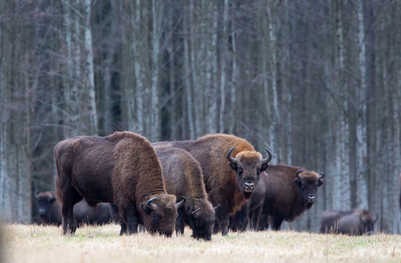Bialowieski Raj Bialowieza Bagian luar foto