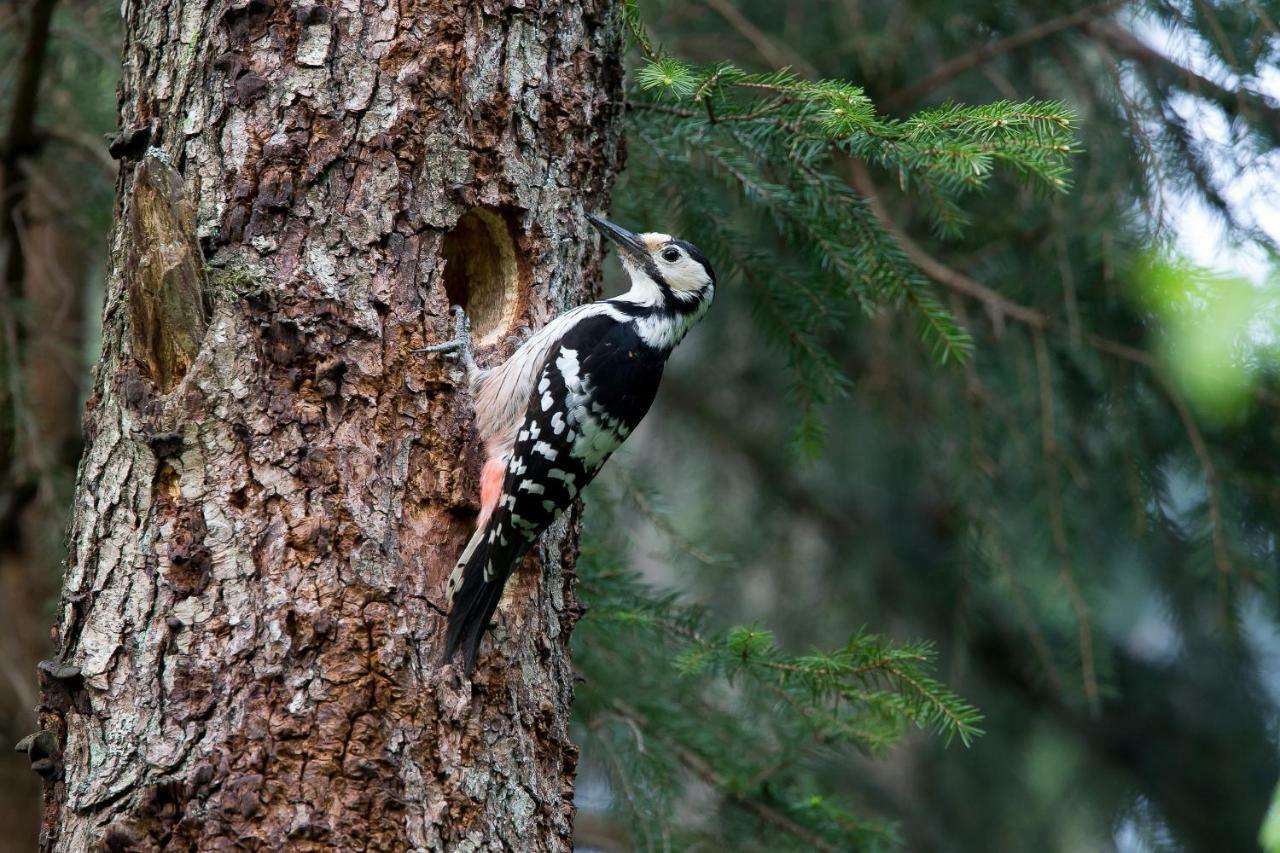 Bialowieski Raj Bialowieza Bagian luar foto