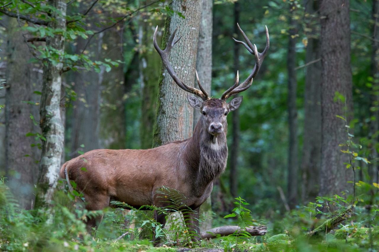 Bialowieski Raj Bialowieza Bagian luar foto